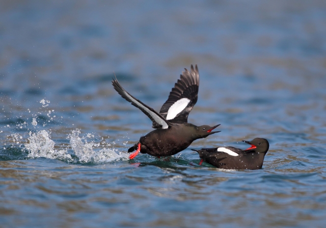 Black Guillemots (Tom McDonnell)